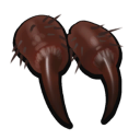 Wolf Spider Fang